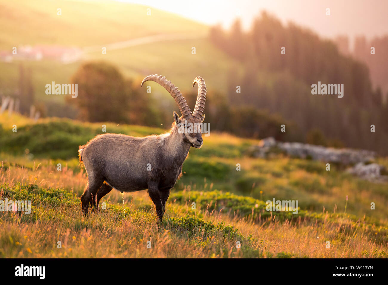 Prächtiger männlicher Alpen-Steinbock im Gegenlicht eines Sommermorgens Stockfoto