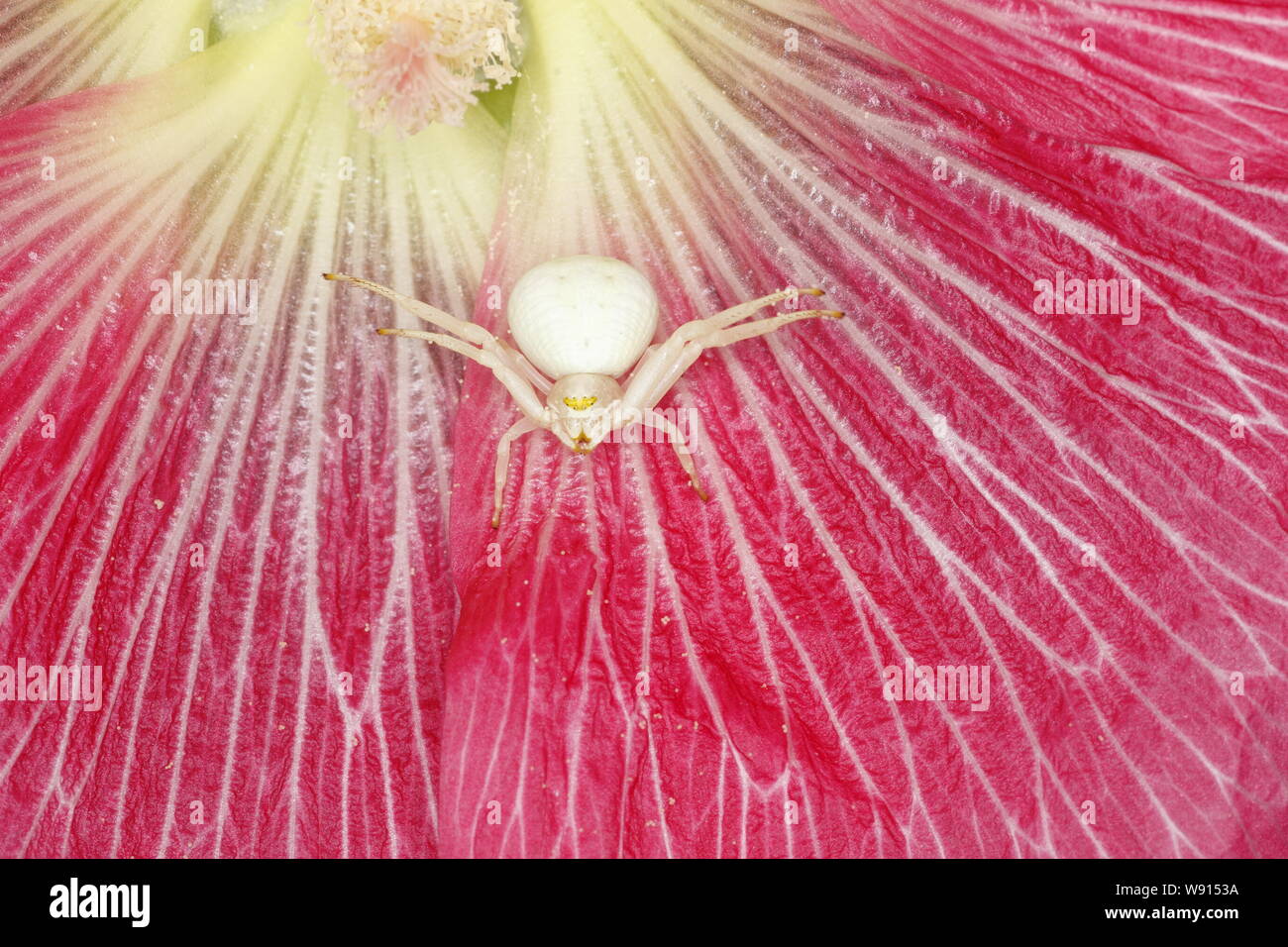 Crab Spider-in Malve Blume Misumena vatia Essex, Großbritannien 001152 Stockfoto