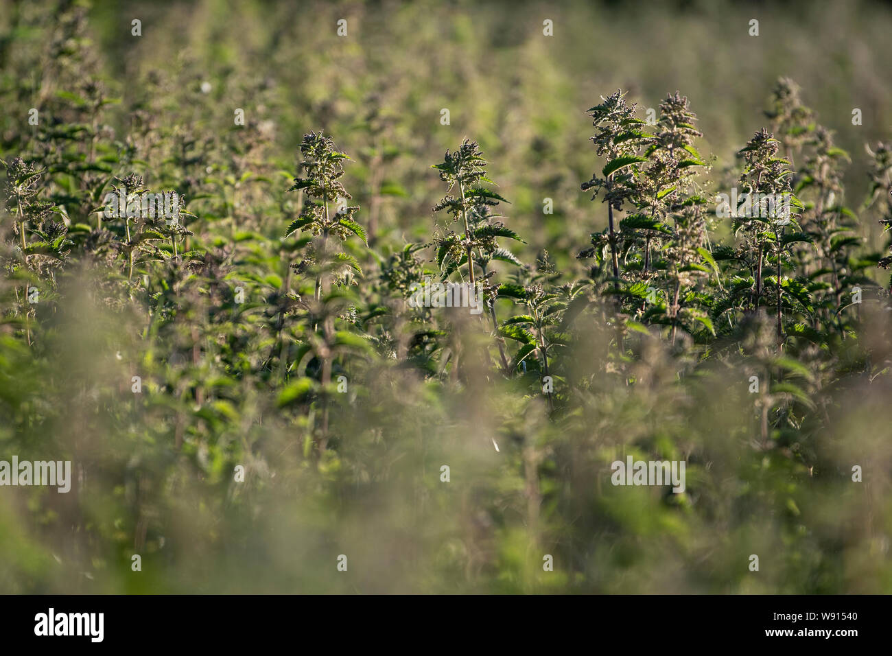 Hintergrundbeleuchtung Nesseln, Urtica dioica, im Frühsommer. UK. Stockfoto