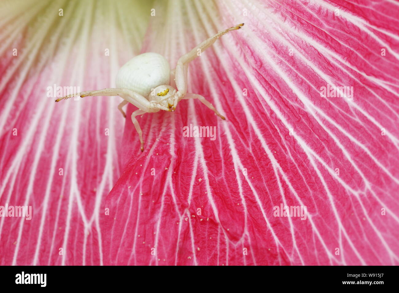 Crab Spider-in Malve Blume Misumena vatia Essex, Großbritannien 001155 Stockfoto