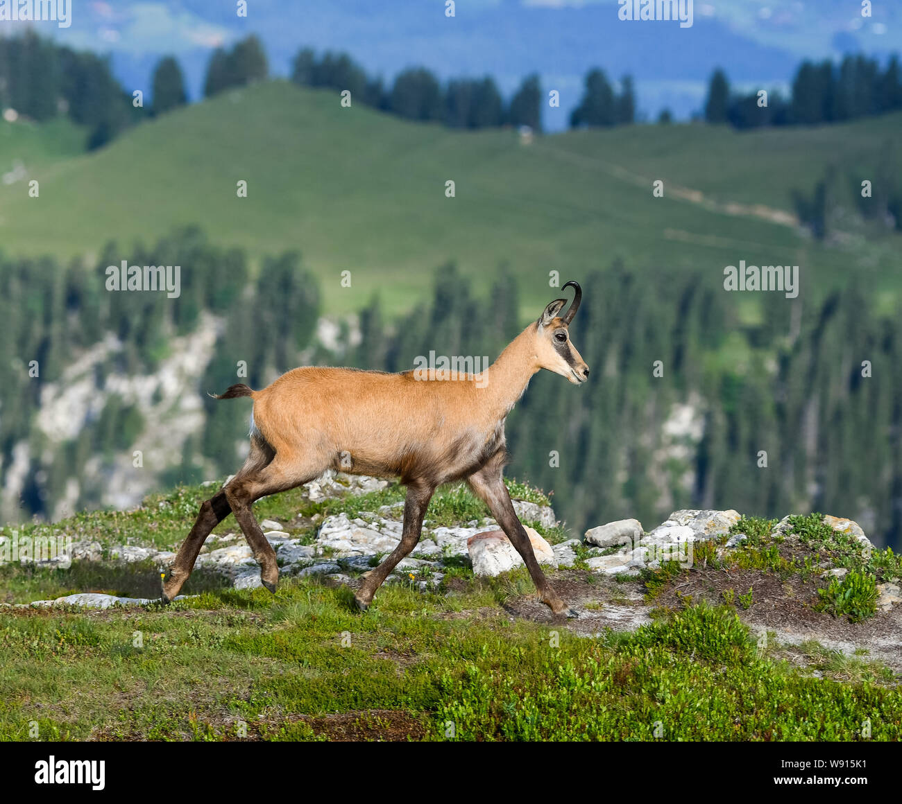 Rennende Gämse in den Berner Alpen Stockfoto