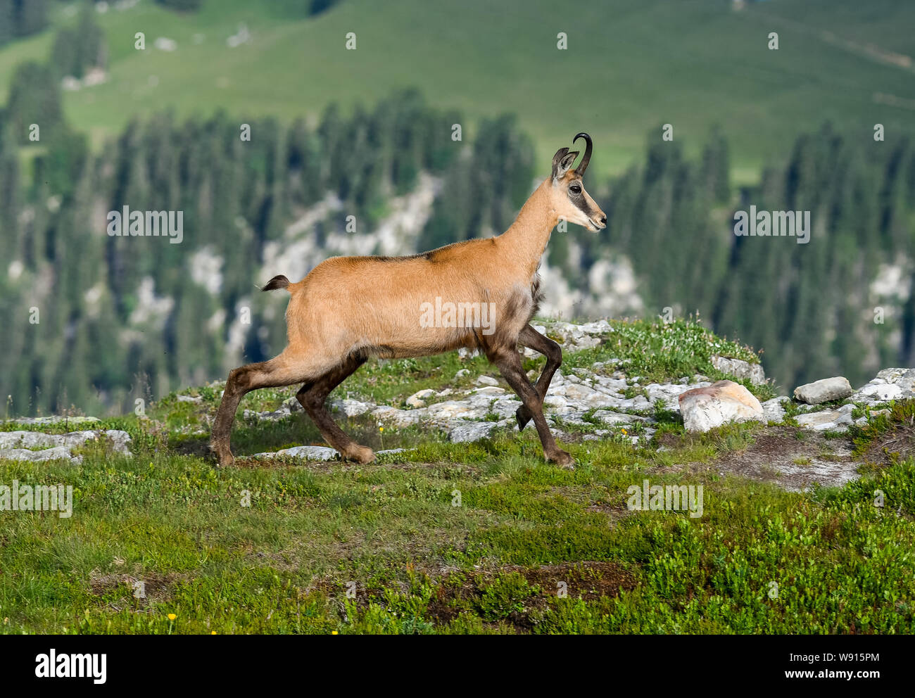 Rennende Gämse in den Berner Alpen Stockfoto