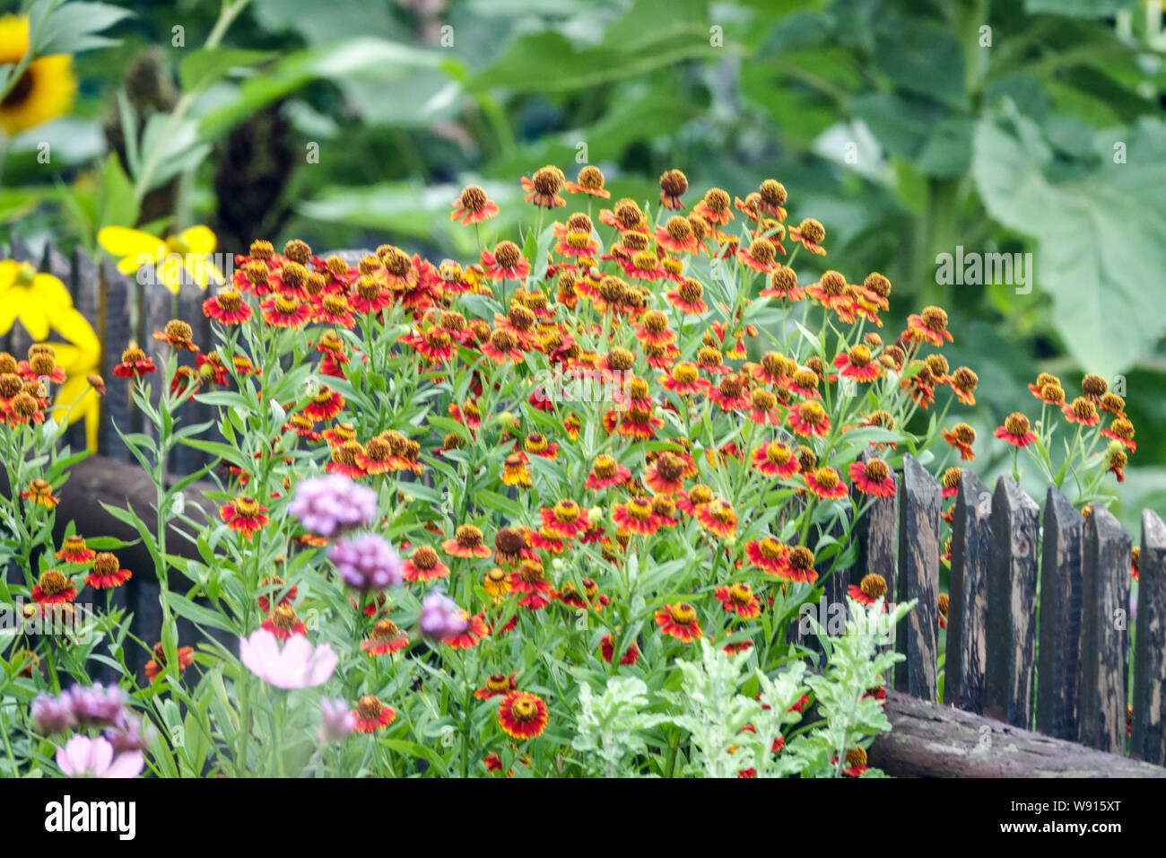 Bunte ländliche Landhaus Gartenblumen Grenze Holzzaun Orange Helenium August Gartenzaun Bunte Gartenblumen blühend gemischt Stockfoto