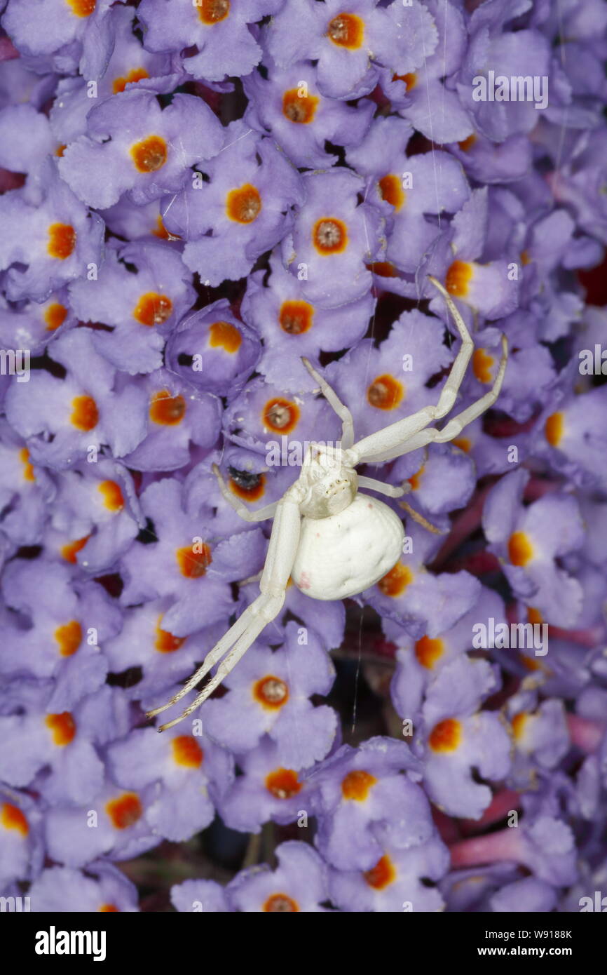 Crab Spider - auf sommerflieder Blume Misumena vatia Essex, Großbritannien 001176 Stockfoto