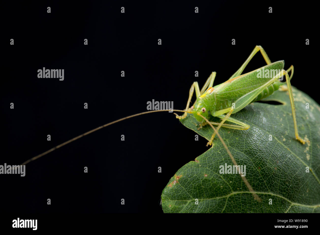 Ein männlicher Eiche Bush - Kricket, Meconema thalassinum, auf Eiche Blätter in einem Studio fotografiert vor der Freigabe. Schwarzen Hintergrund. North Dorset England UK GB Stockfoto