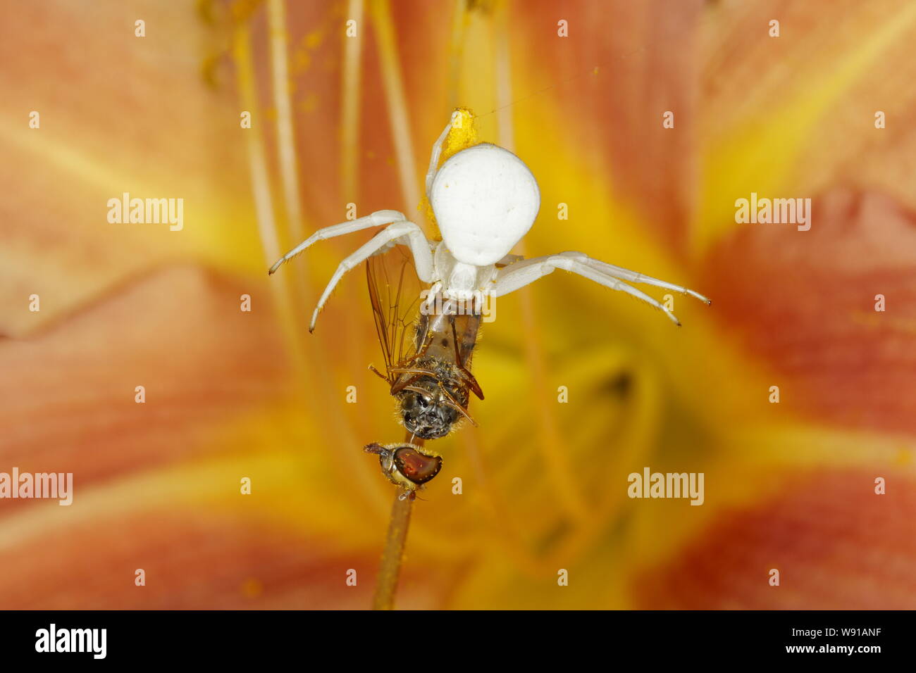 Crab Spider-on Hemerocallis Blume mit Hoverfly Beute Misumena vatia Essex, Großbritannien 001188 Stockfoto