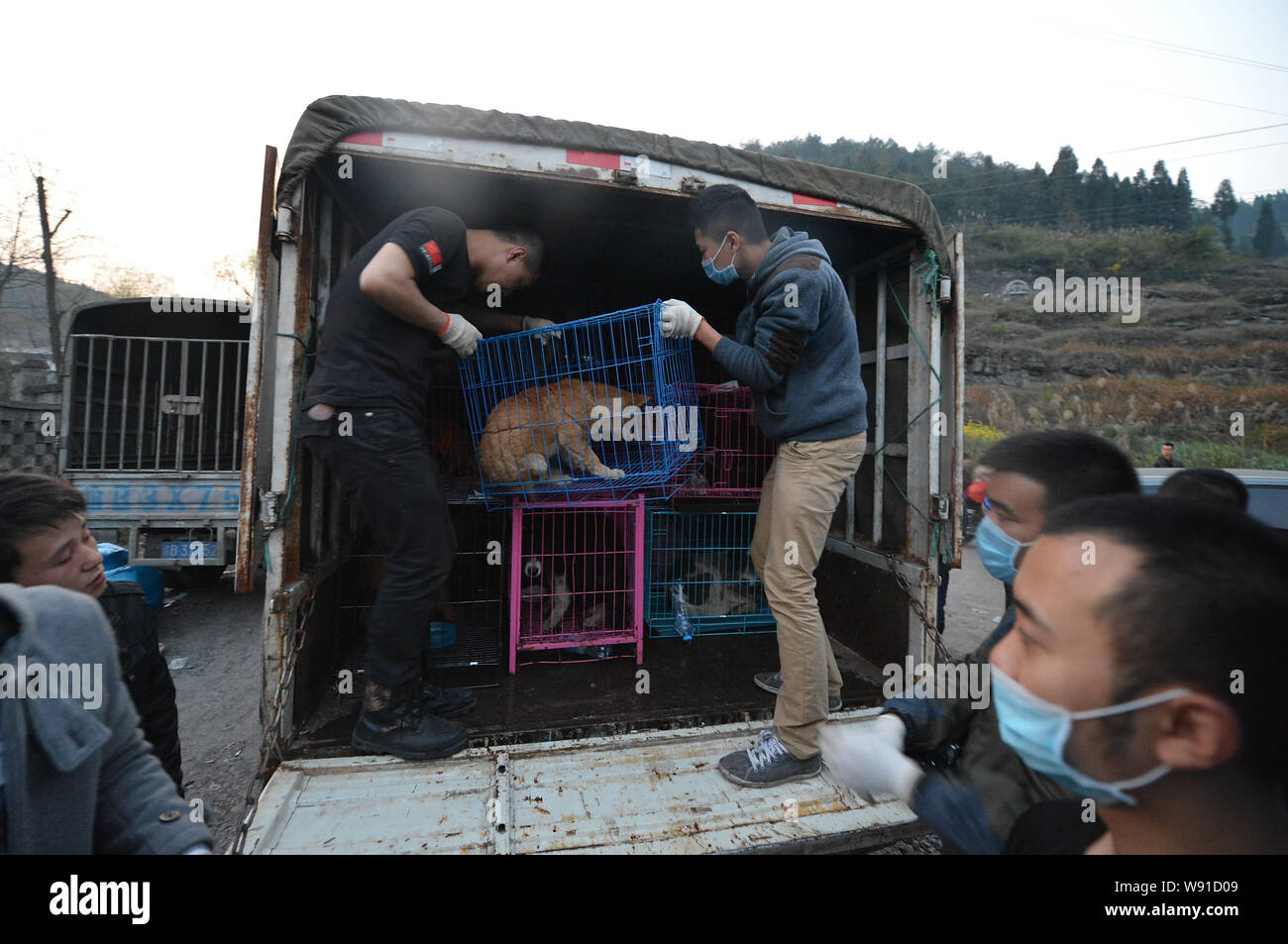 Chinesischen Tierschutz Aktivisten und freiwillige Helfer ein Lkw mit eingesperrten Hunde Last an eine temporäre Lösung, bevor Sie sie senden an eine andere Siedlung, ich Stockfoto