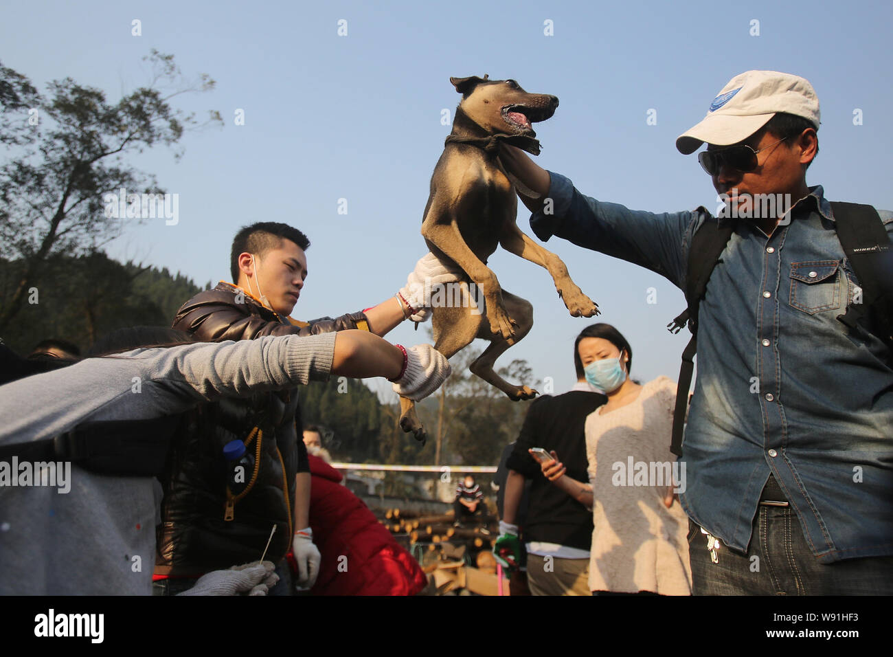 Chinesischen Tierschutz Aktivisten und freiwillige untersuchen und einen geretteten Hund unter einer temporären Siedlung in Branwen Stadt behandeln, Qijiang County, Chongqing, Stockfoto