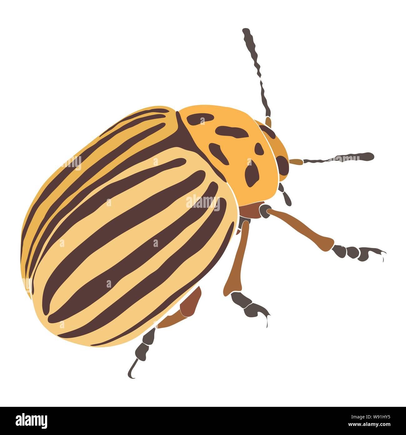 Vector Illustration der gelbe Käfer mit schwarzen Streifen und Flecken. Coloradokäfer Stock Vektor