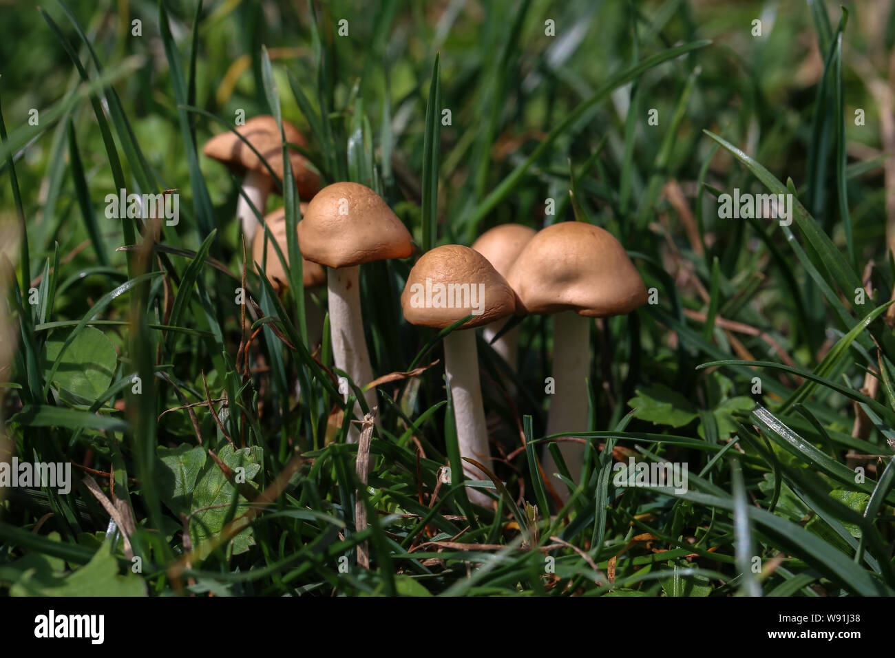 Pilze. Kleine Pilze wuchsen auf grünen Rasen. Stockfoto