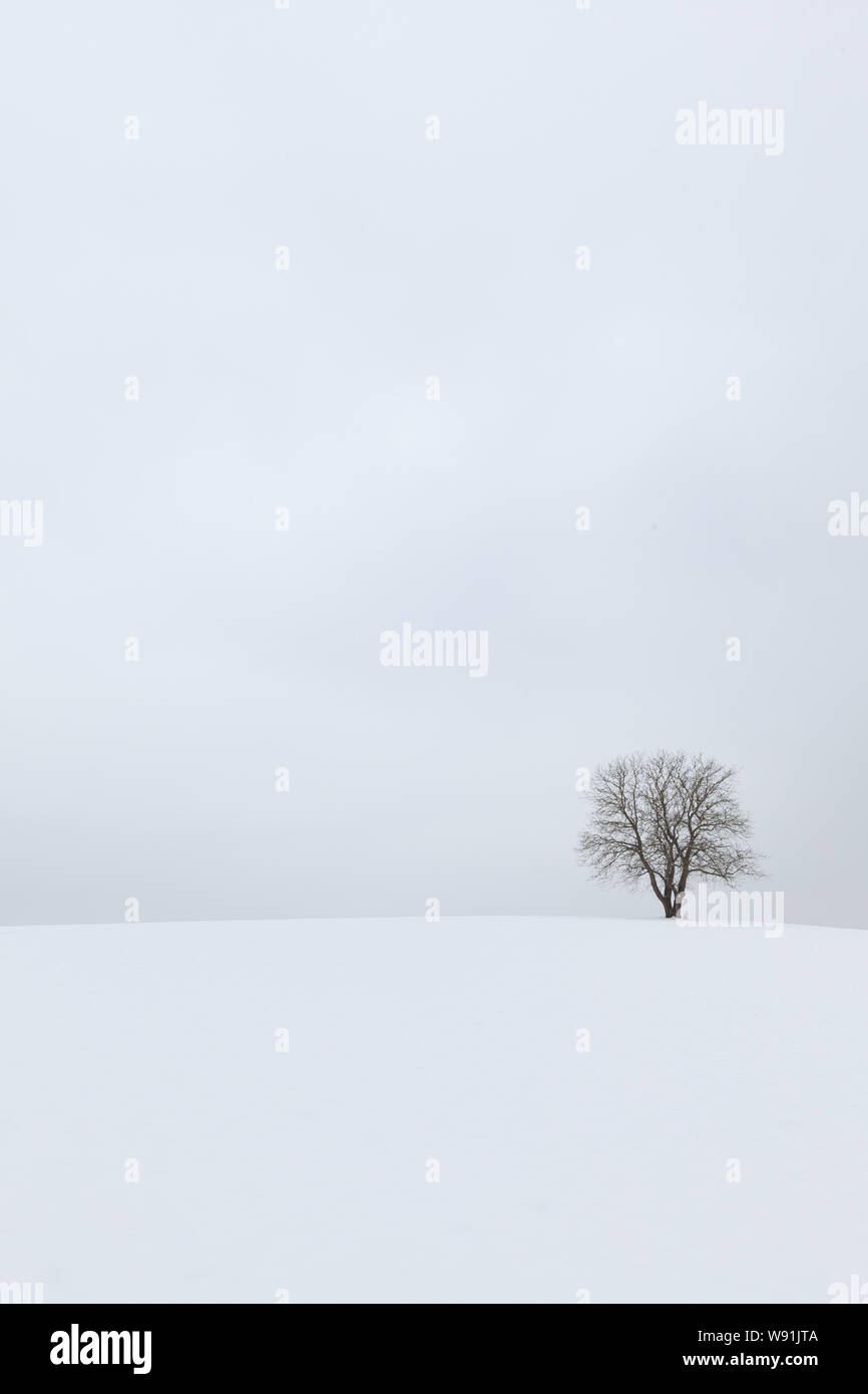 Ein einsamer Baum in eine leere Winterlandschaft mit Schnee - Meditation Bild - Bayern, Deutschland Stockfoto