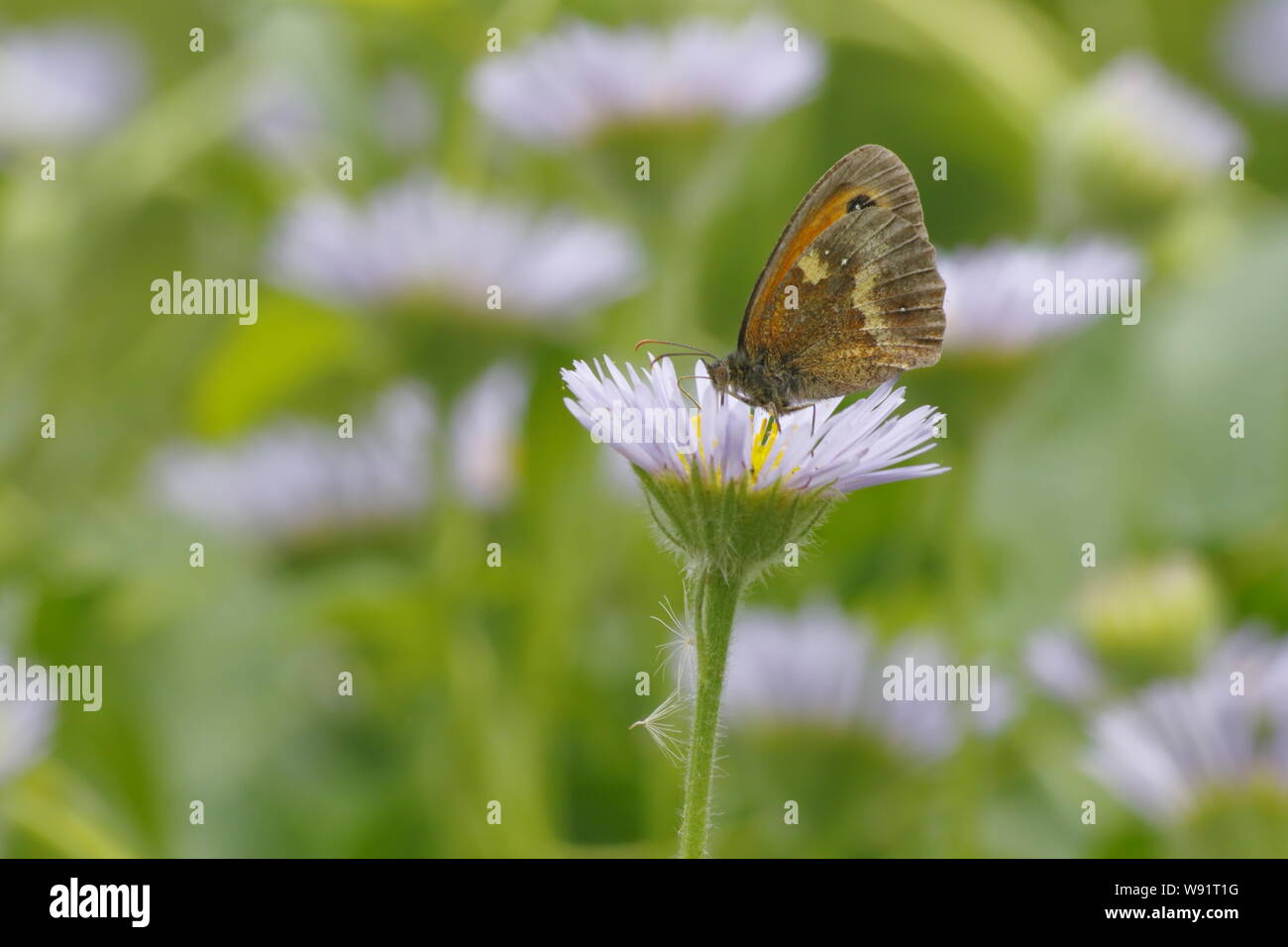Gatekeeper Schmetterling - Fütterung auf erigeron Daisy Pyronia tithonus Essex, Großbritannien 001269 Stockfoto