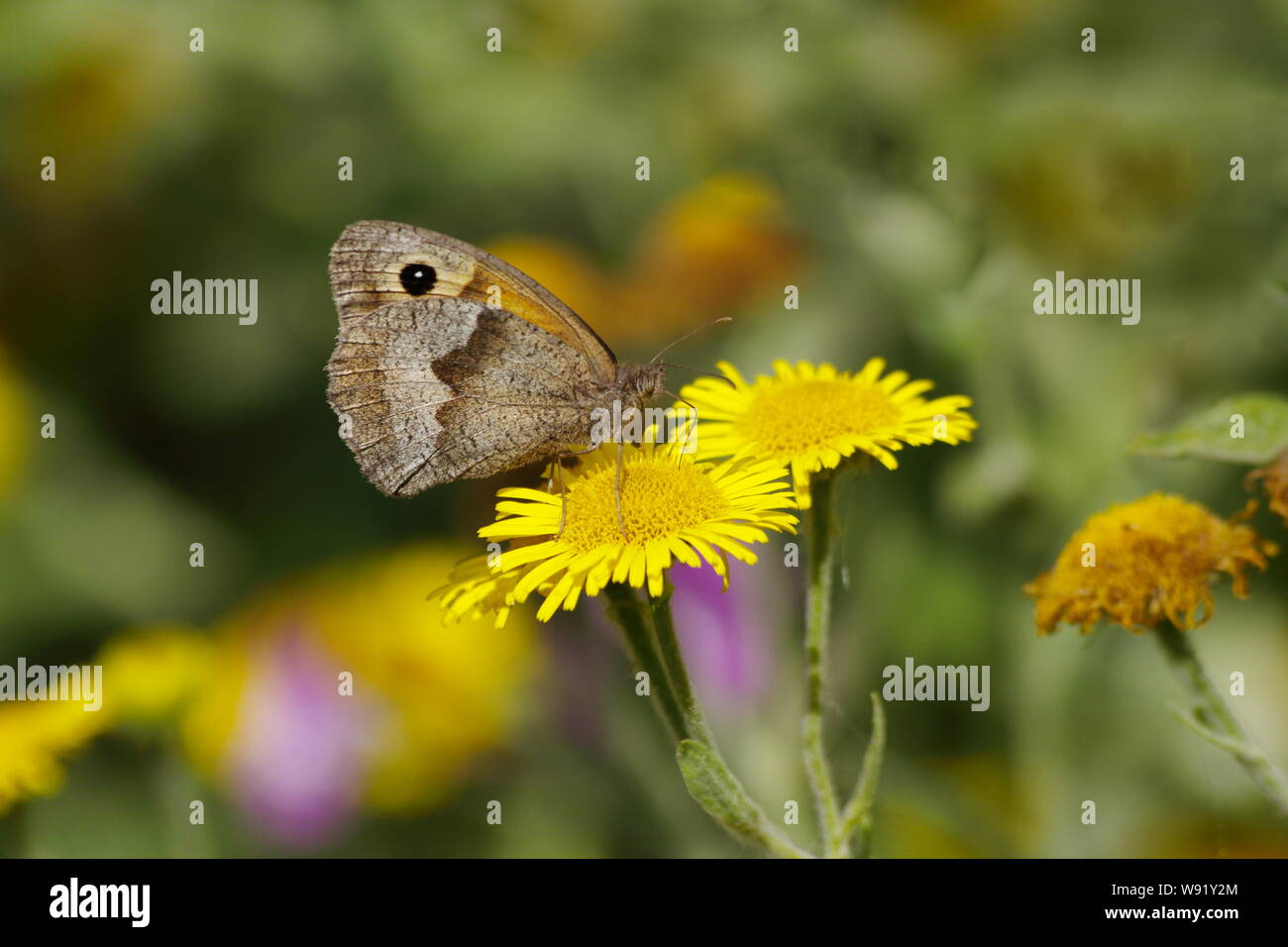 Gatekeeper Schmetterling - Fütterung auf gemeinsame Fleabane Blume Pyronia tithonus Essex, Großbritannien 001289 Stockfoto