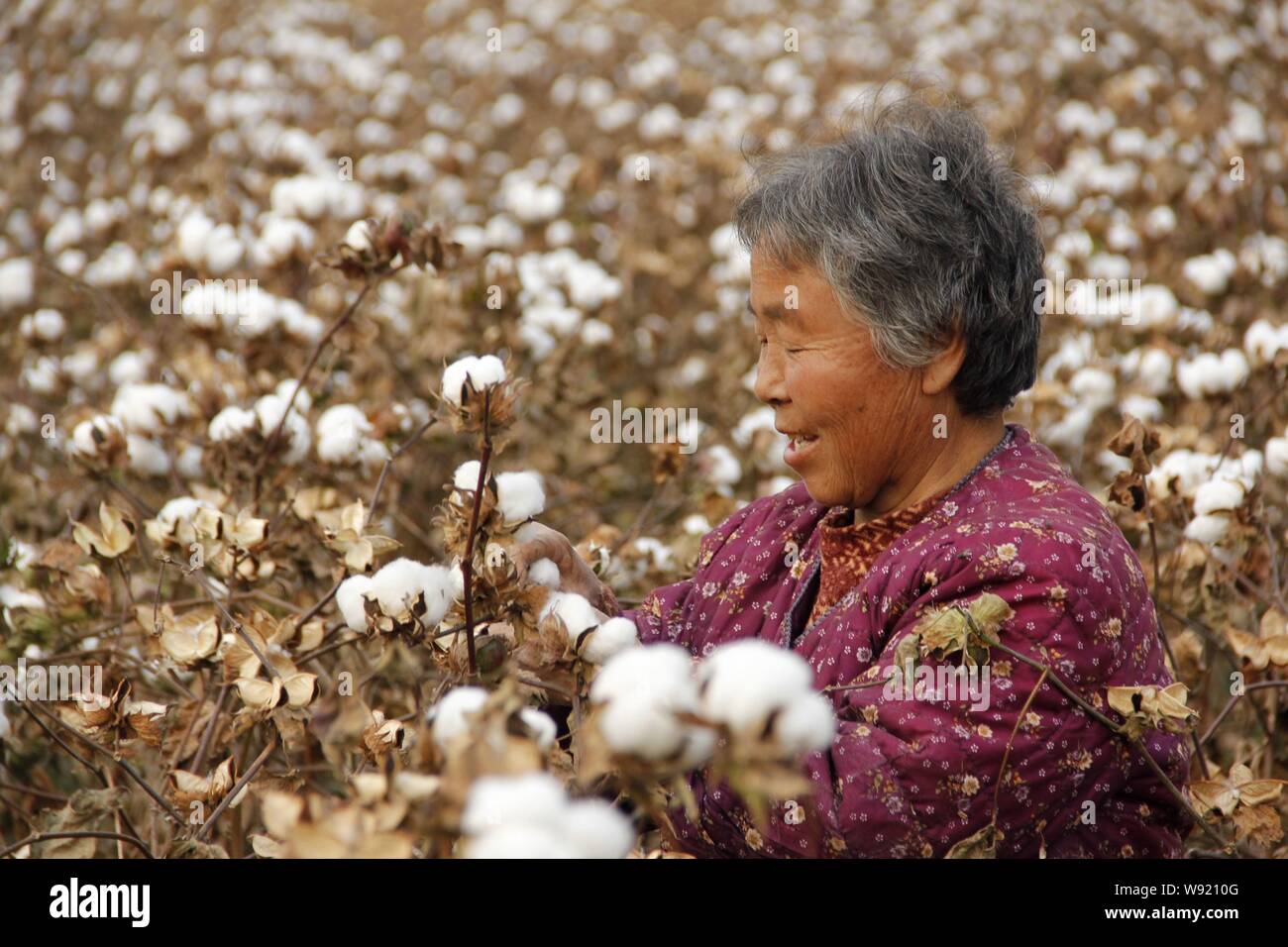 ---- Eine chinesische Bauern ernten Baumwolle in einem Feld im Dorf, Zhangzhuang Neihuang County, Anyang City, Central China Provinz Henan, 30. Oktober 20. Stockfoto