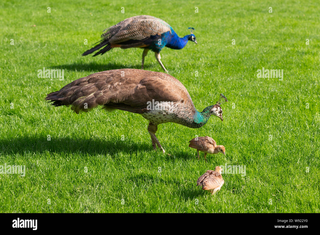 Peacock, Peahen und deren Küken auf einem Rasen in einem englischen Landhaus. Stockfoto