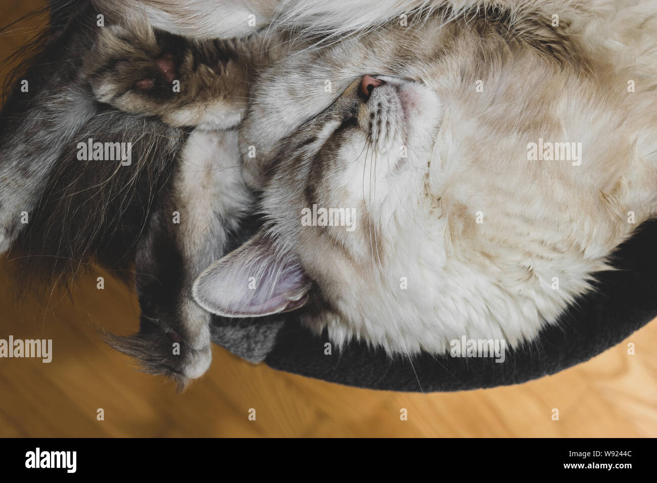 In der Kugel schlafen Sibirischen Neva Masquerade auf ihr rundes Bett und mit der einen Pfote auf die snoot verdreht Stockfoto