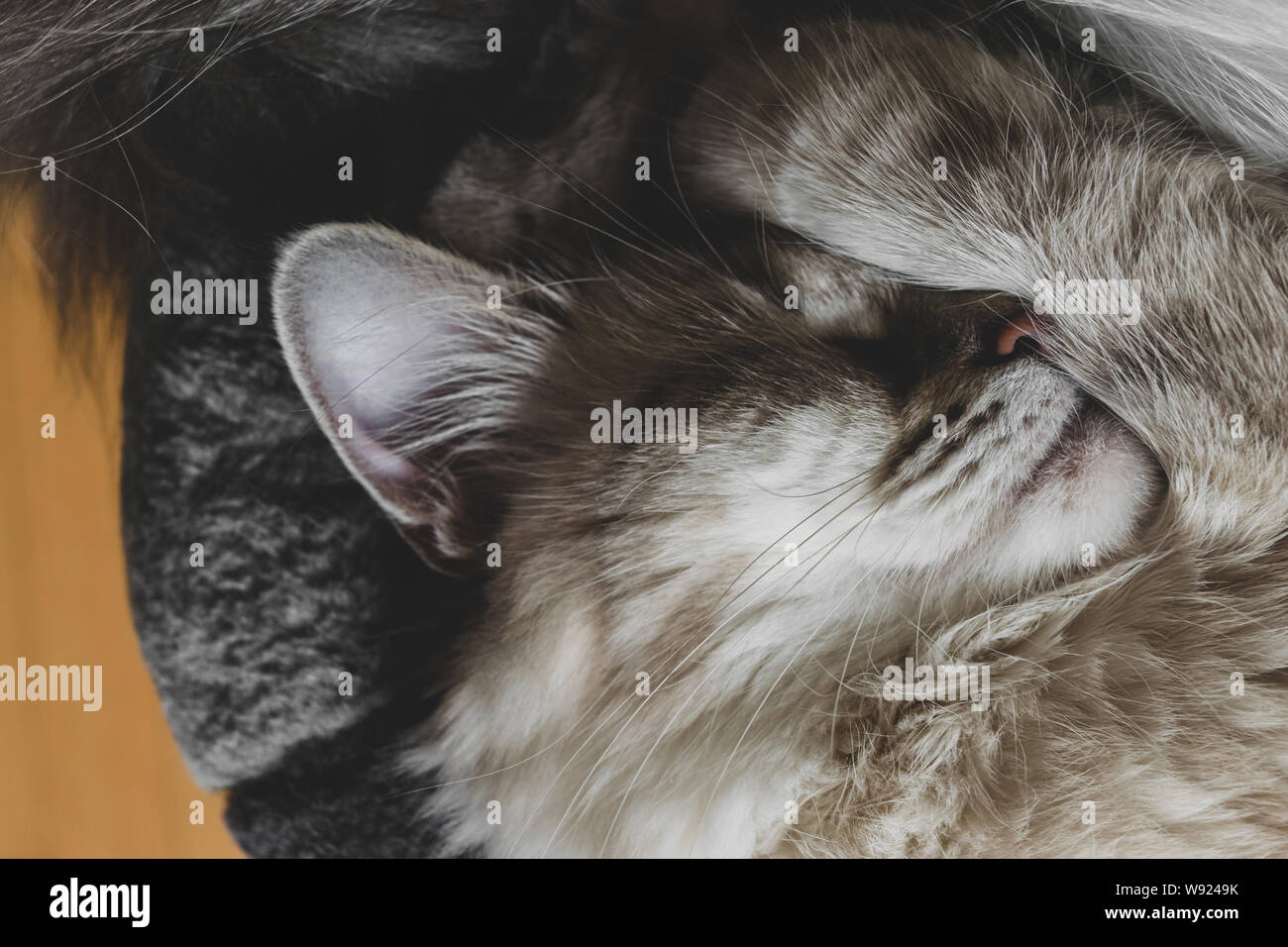 In der Kugel schlafen Sibirischen Neva Masquerade auf ihr rundes Bett und mit der einen Pfote auf die snoot verdreht Stockfoto