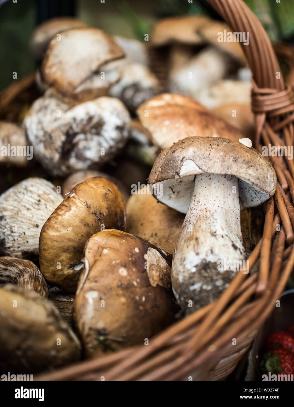 Pilze in einem Korb Stockfoto