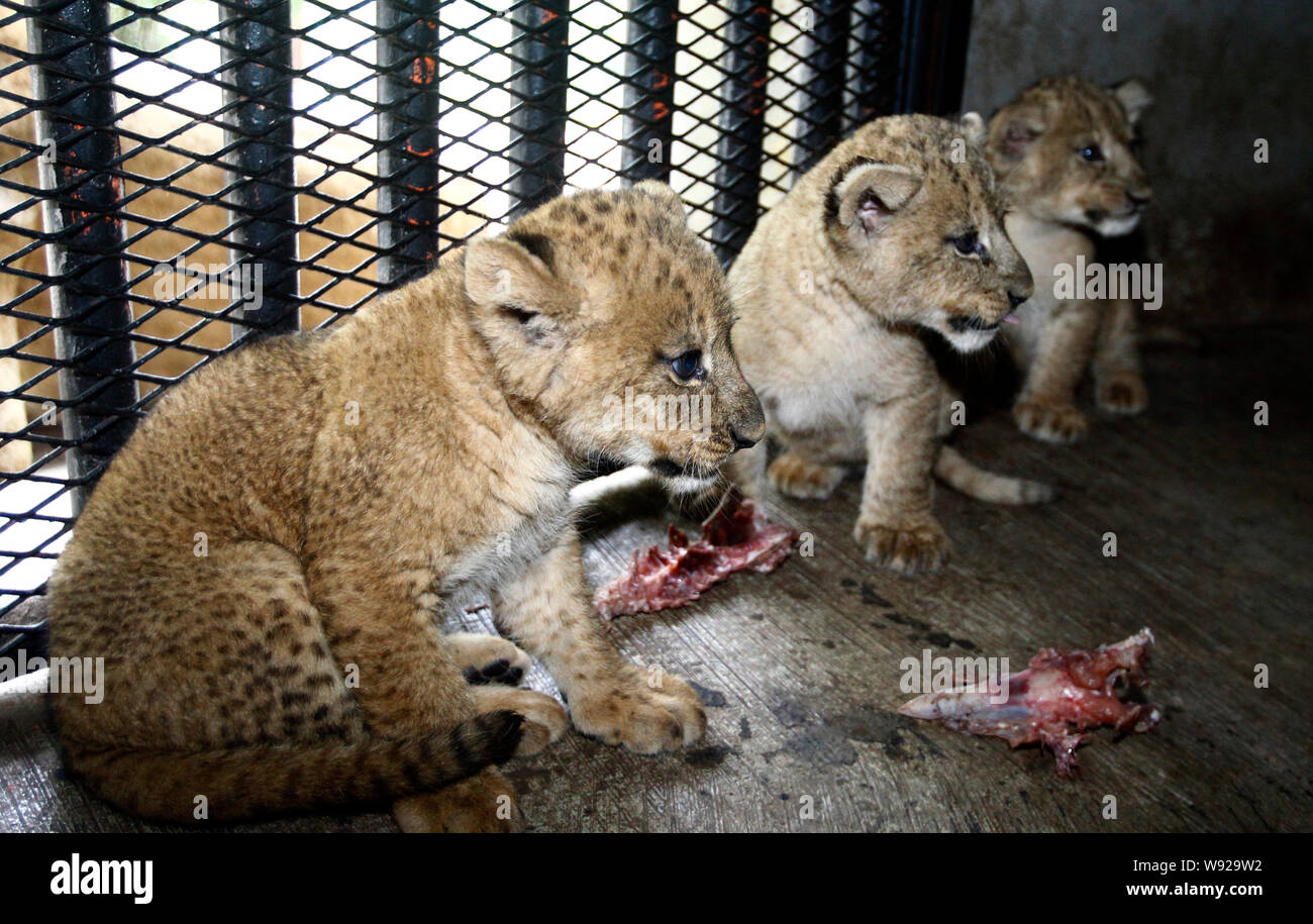 Drei neue geborene Lion Cubs abgebildet in Chongqing Zoo in Chongqing, China, 10. Oktober 2013. Stockfoto