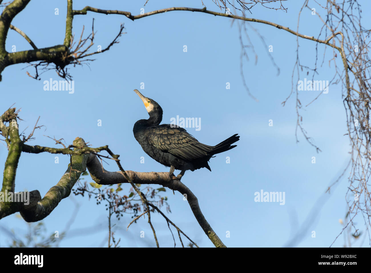 Kormoran (Phalacrocorax carbo), Amsterdam, Niederlande Stockfoto