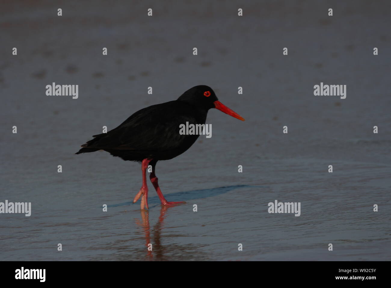 Schwarzer Austernfischer (Haematopus moquini) am Sandstrand von Cannon Rocks, Eastern Cape, Südafrika. Stockfoto