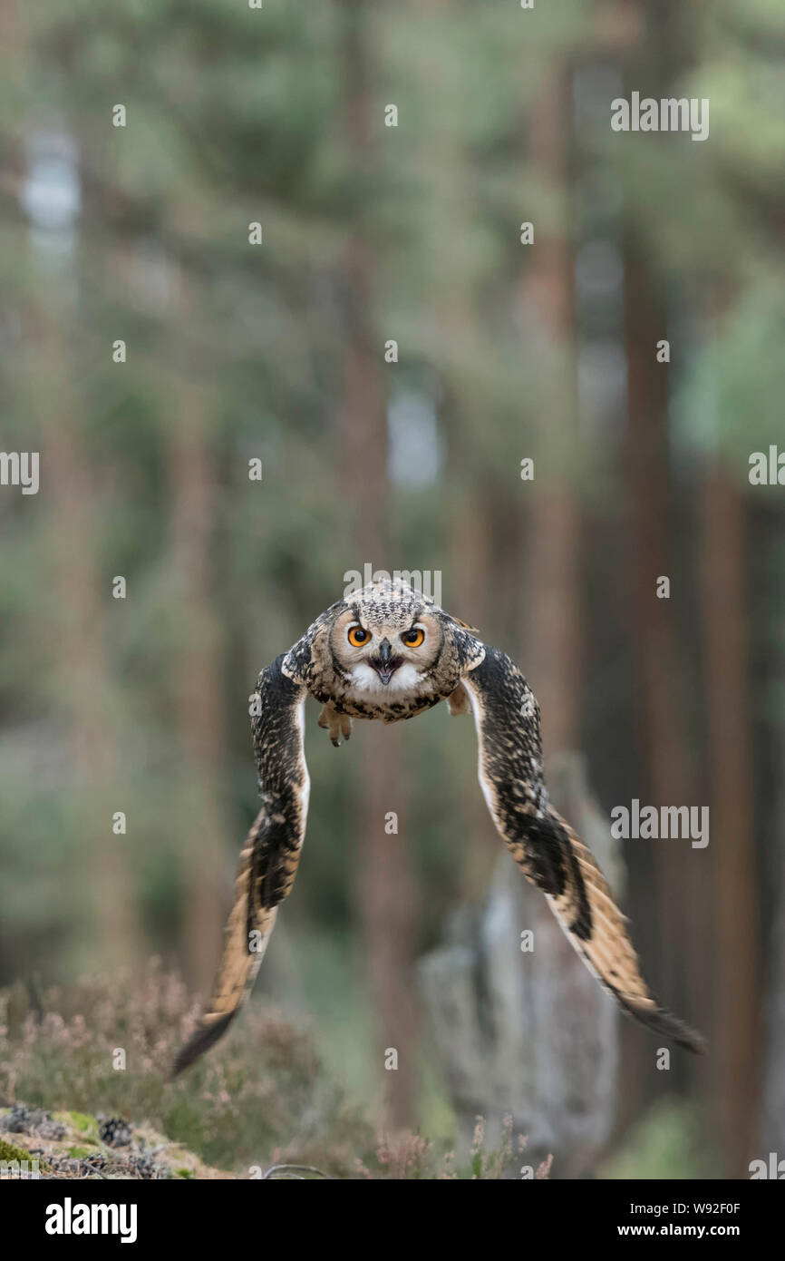 Indische Eagle-Owl/Rock/Eagle-Owl Bengalenuhu (Bubo Bengalensis) im Flug durch den Wald, Aufruf, dynamische frontal geschossen, helle Augen. Stockfoto
