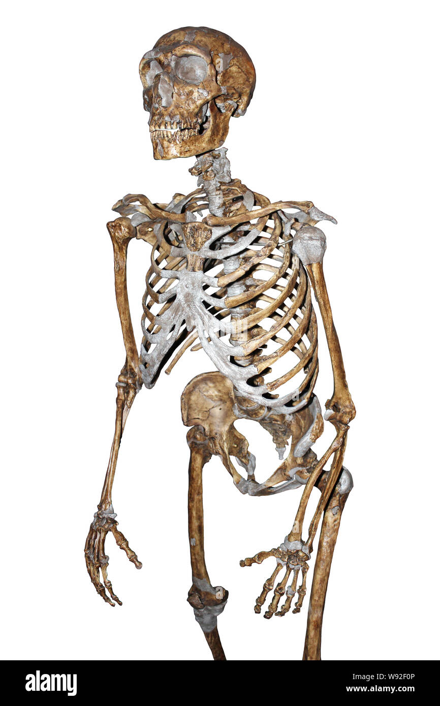 Neandertaler-Skelett Stockfoto