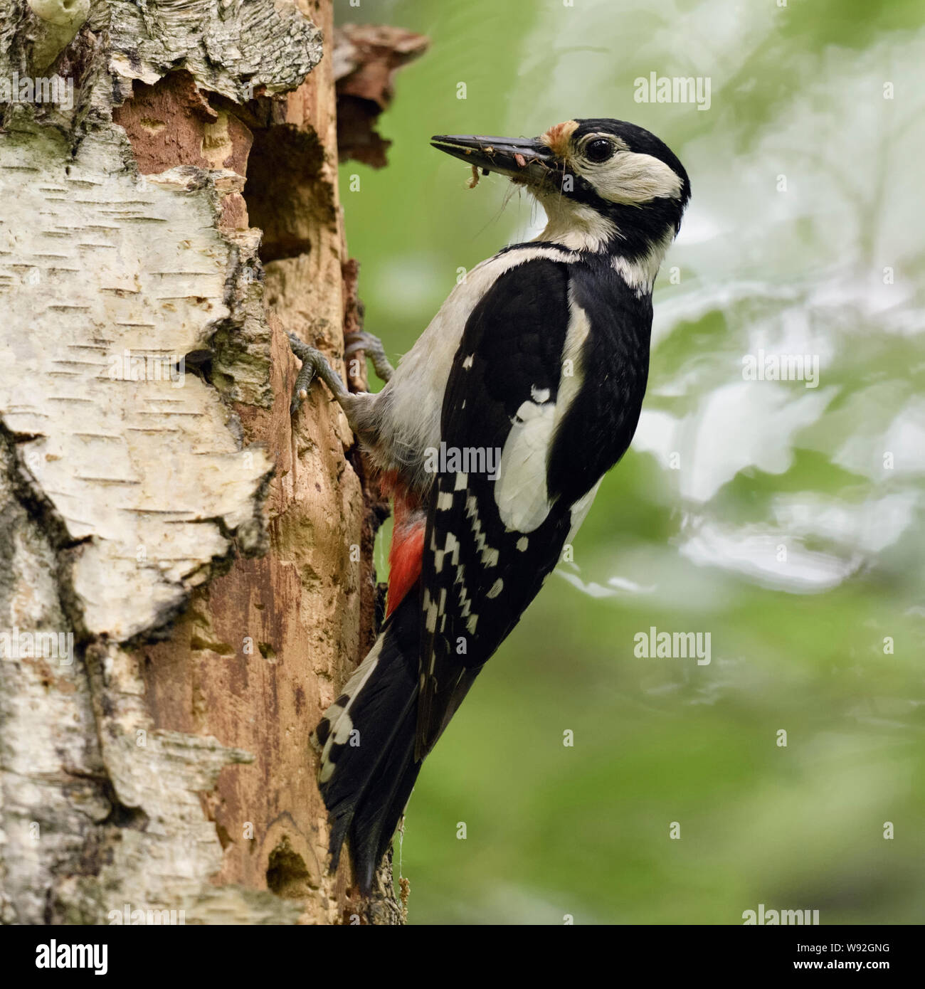 Buntspecht (Dendrocopos major) an seinem Nest Loch gehockt, Schnabel voller Beute, insekten, tiere, Europa. Stockfoto