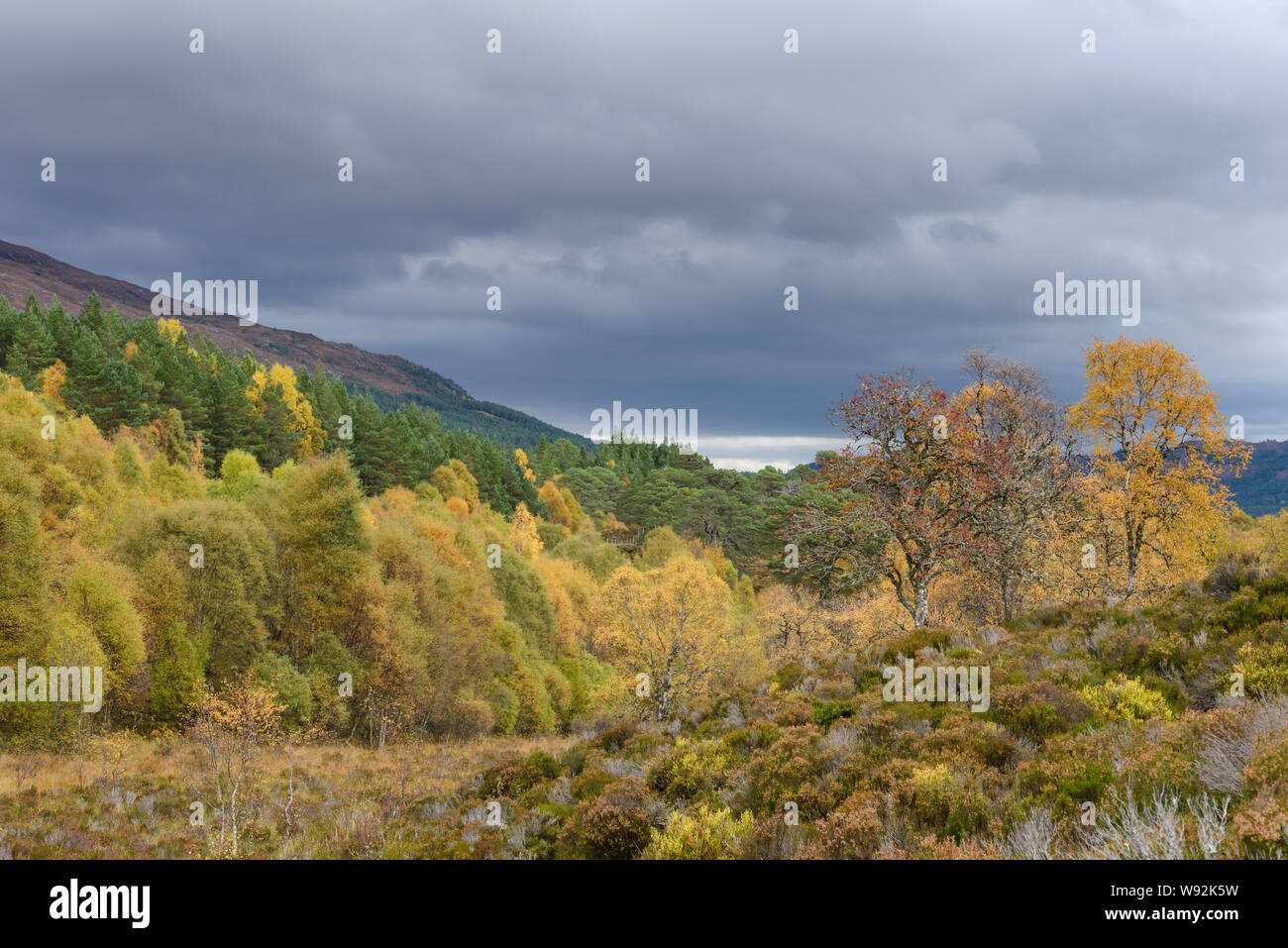 Birke (Betula pendula) und Gemeine Kiefer (Pinus sylvestris) Wald, Glen Affric, Highlands, Schottland. Oktober 2017 Stockfoto
