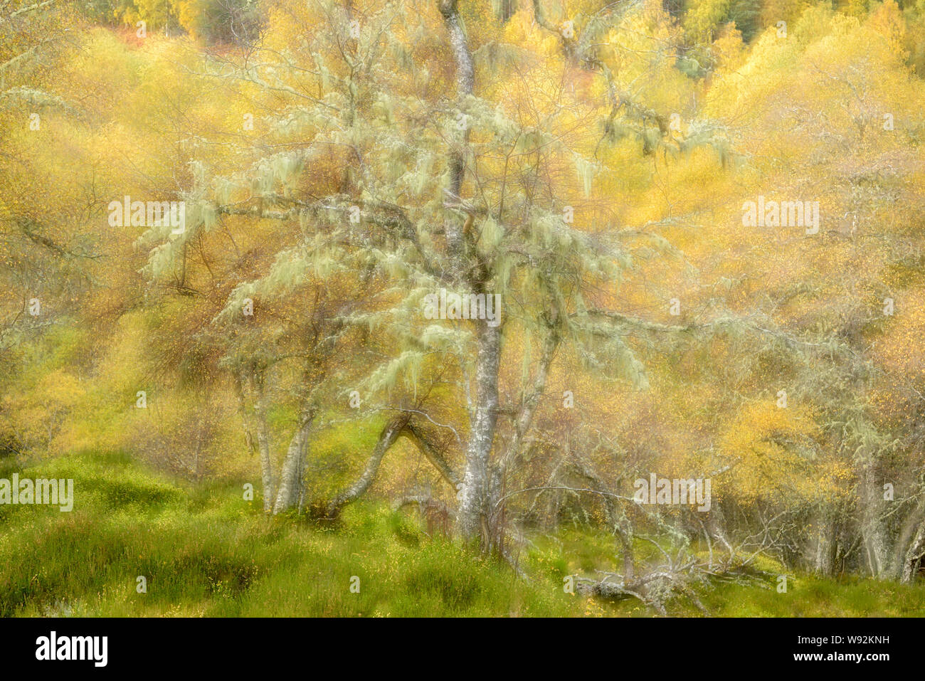 Birke (Betula pendula, Glen Affric, Highlands, Schottland. In kamera Double Exposure für künstlerische Eindruck. Oktober 2017 Stockfoto