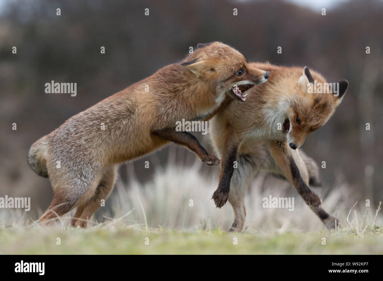 Rote Füchse/Rotfuechse (Vulpes vulpes), zwei Erwachsene in aggressiven kämpfen, kämpfen, Beißen, territoriale Verhalten, hirschbrunft, Tierwelt, Stockfoto