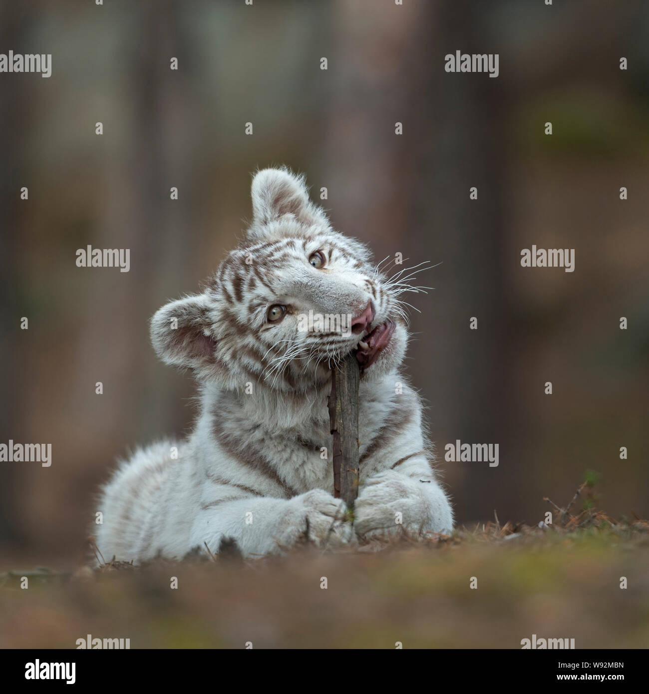 Royal Bengal Tiger/Koenigstiger (Panthera tigris), jungen Cub, auf dem Boden liegend von einem Wald, spielen mit, beißen auf einem Holzstab, sieht niedlich Stockfoto