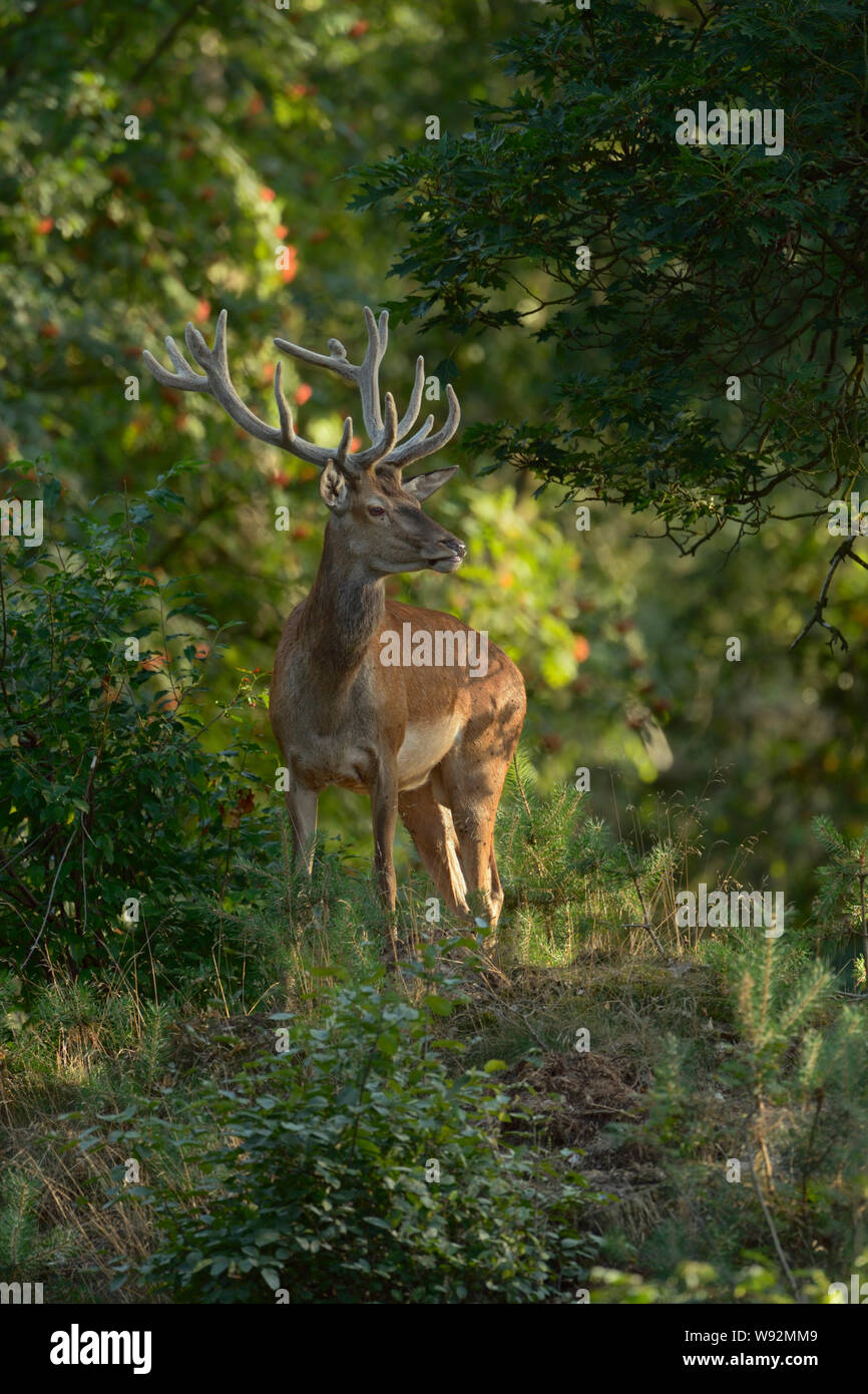 Red Deer/Rothirsch (Cervus elaphus), männlich, Hirsch, mit Samt am Geweih, steht auf einer kleinen Anhöhe in einem Mischwald, Beobachten, schönen Abend licht Stockfoto