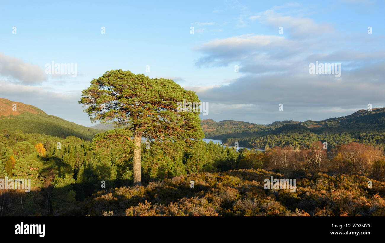 Birke (Betula pendula) und Gemeine Kiefer (Pinus sylvestris) Wald um Loch Beinn a' Mheadhoin, Glen Affric, Highlands, Schottland. Oktober 2017 Stockfoto