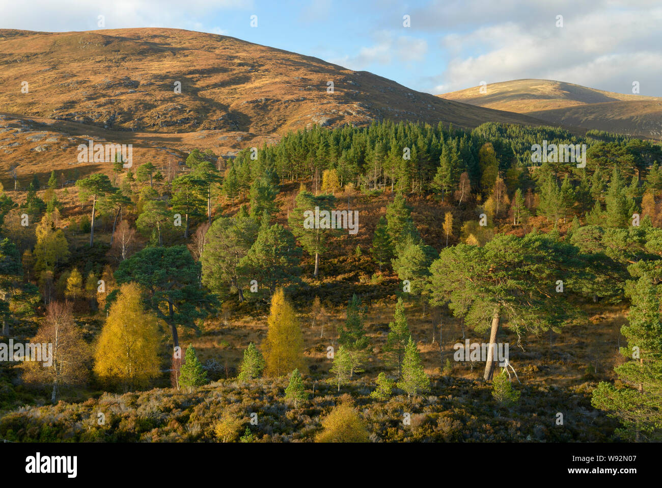 Birke (Betula pendula) und Gemeine Kiefer (Pinus sylvestris) Wald um Loch Beinn a' Mheadhoin, Glen Affric, Highlands, Schottland. Oktober 2017 Stockfoto
