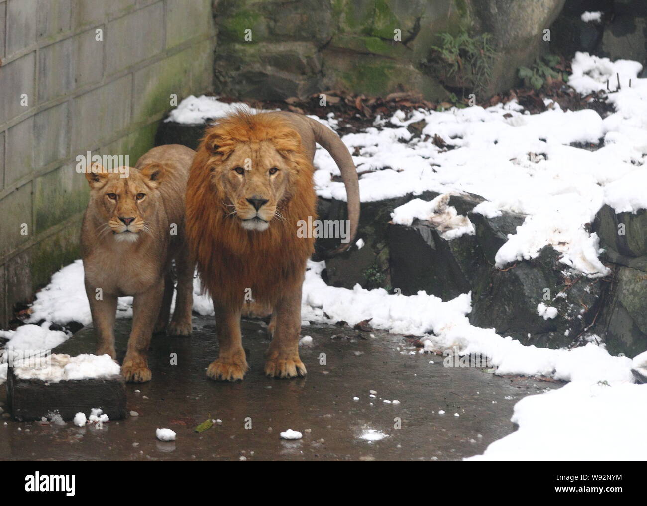Ein Löwe Paar starrt auf die Besucher das Werfen mit Schneebällen auf sie im Zoo von Hangzhou in Hangzhou City, East China Zhejiang Provinz, am 5. Januar 2012. Eine l Stockfoto