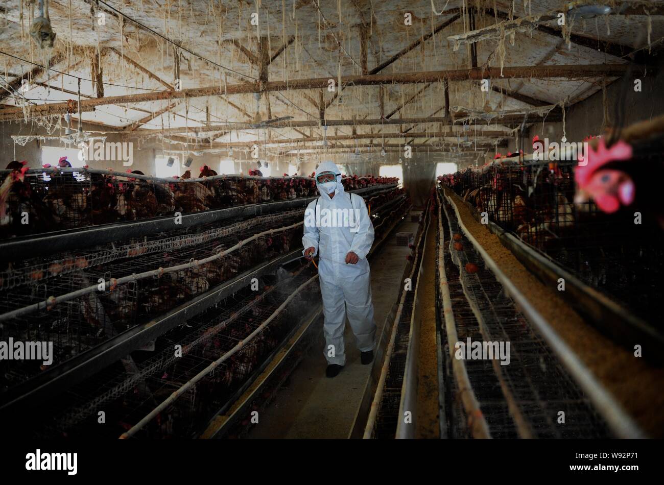 Ein chinesischer Arbeiter aus dem lokalen Zentrum für die Prävention und die Kontrolle von Krankheiten, schützende Kleidung, desinfiziert eine Hühnerfarm während einer Räumungsübung ag Stockfoto