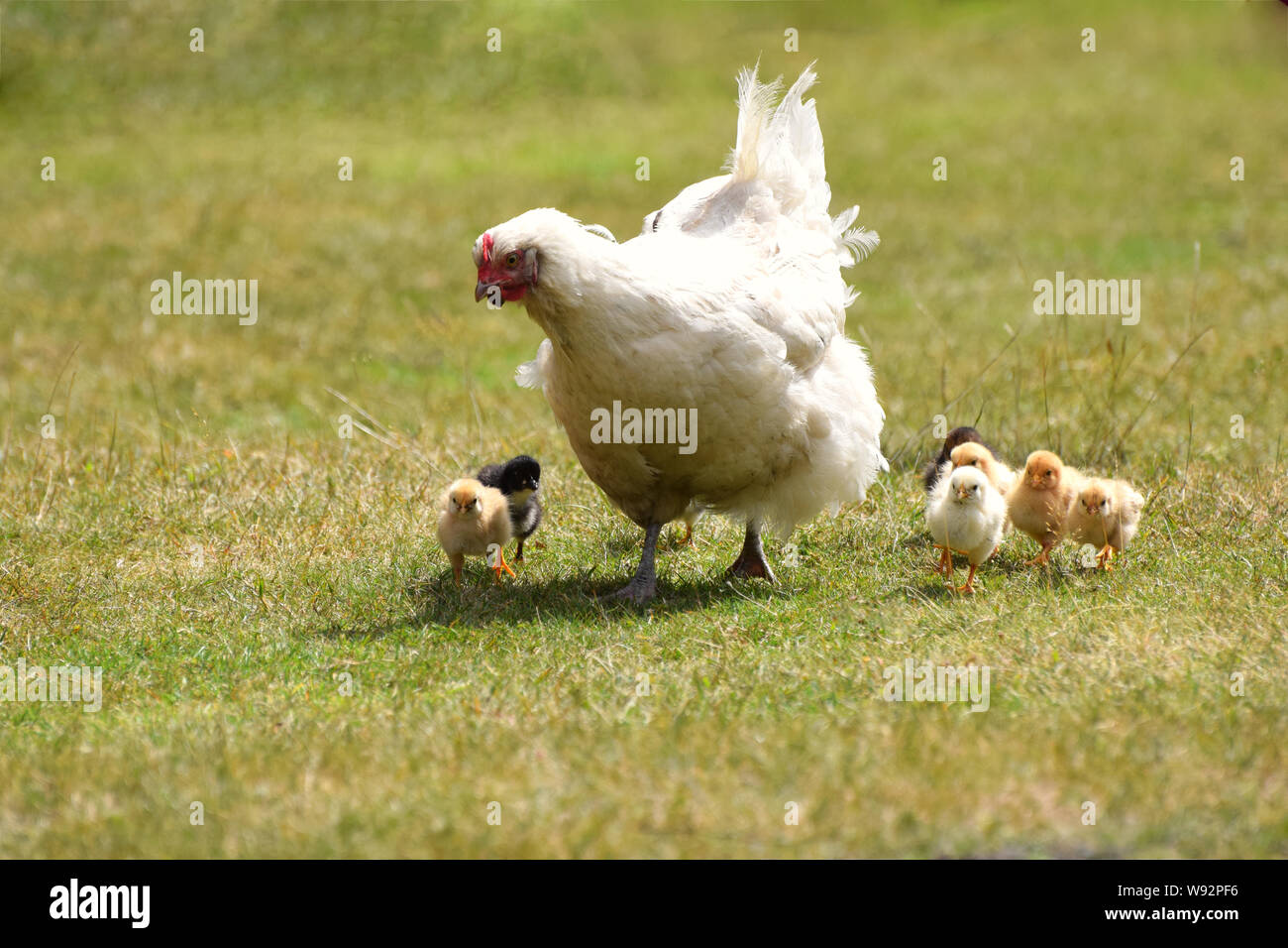 Weiße Henne mit niedlichen Neugeborenen Küken Stockfoto