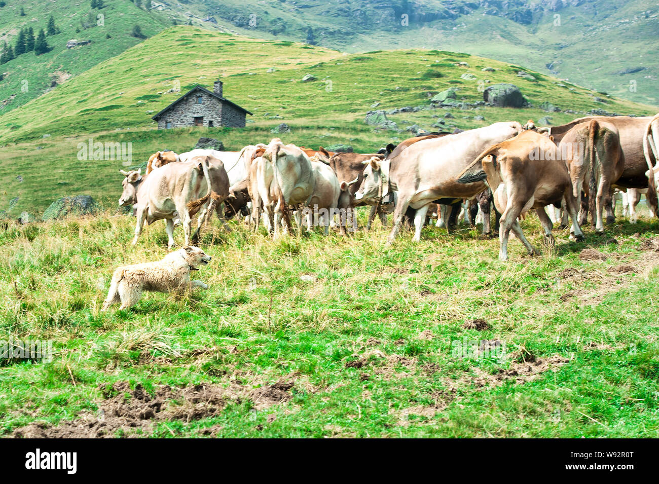 Bergamo Schäferhund arbeitet zusammen, um eine Herde von Kühen zu bringen Stockfoto