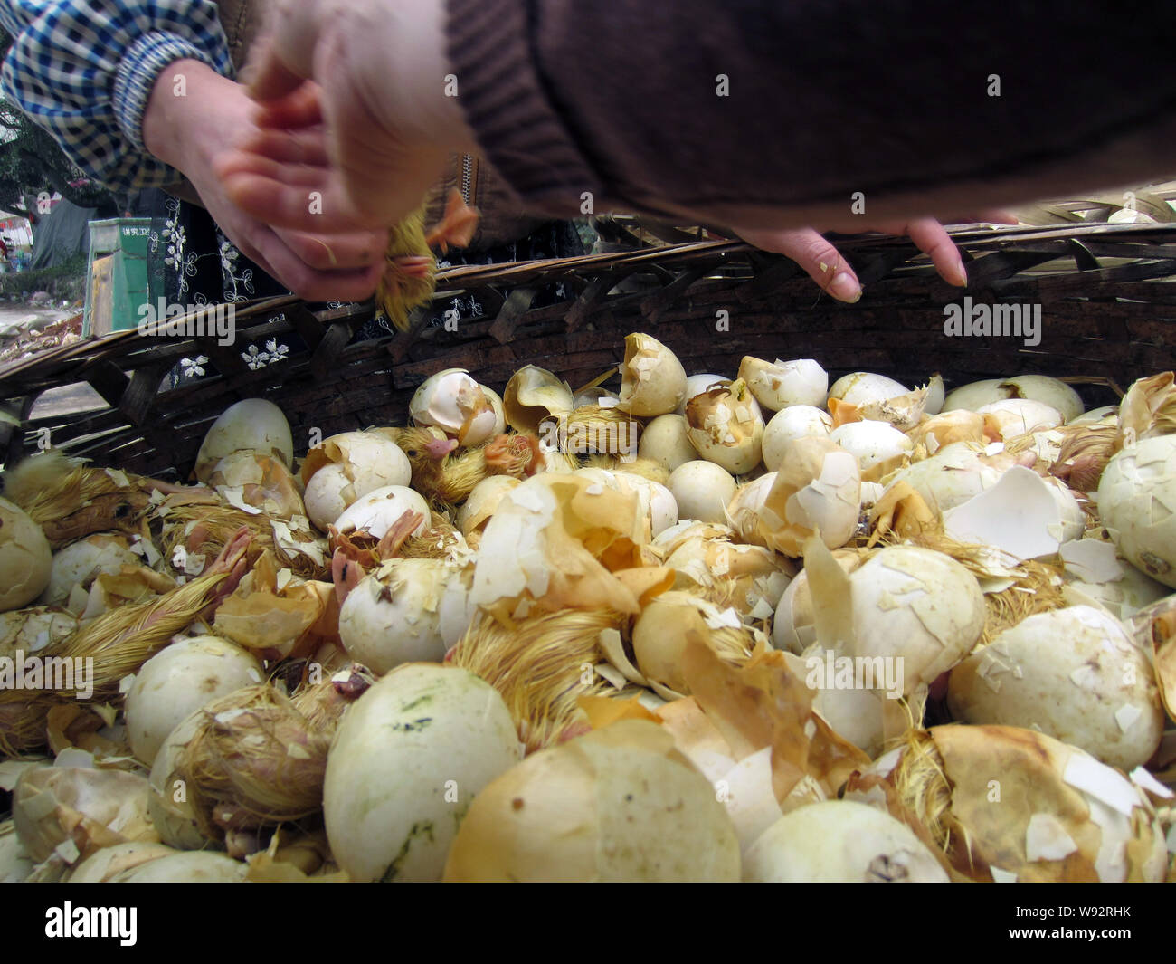 Chinesische Landwirte nehmen Neu geschlüpfte Enten aus Bambus, Schaufel an einem Geflügel Brutplatz in Longhai Jiuhu Stadt, Stadt im Südosten der Provinz Fujian, China 1. Stockfoto