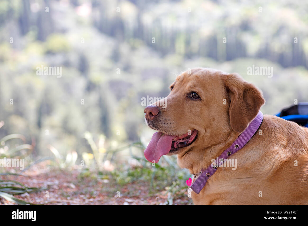 Labrador Hund süß portrait Canon EOS 5DS 50,6 Megapixel Fine Art Drucke in hoher Qualität Stockfoto