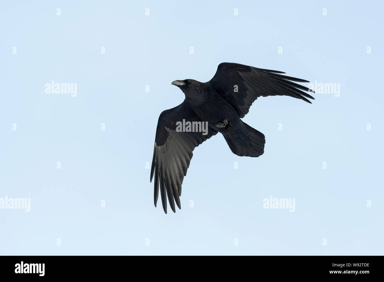 Rabe (Corvus Corax), Hornstrandir, Island Rabe (Corvus Corax), Naturschutzgebiet Hornstrandir, Island Stockfoto