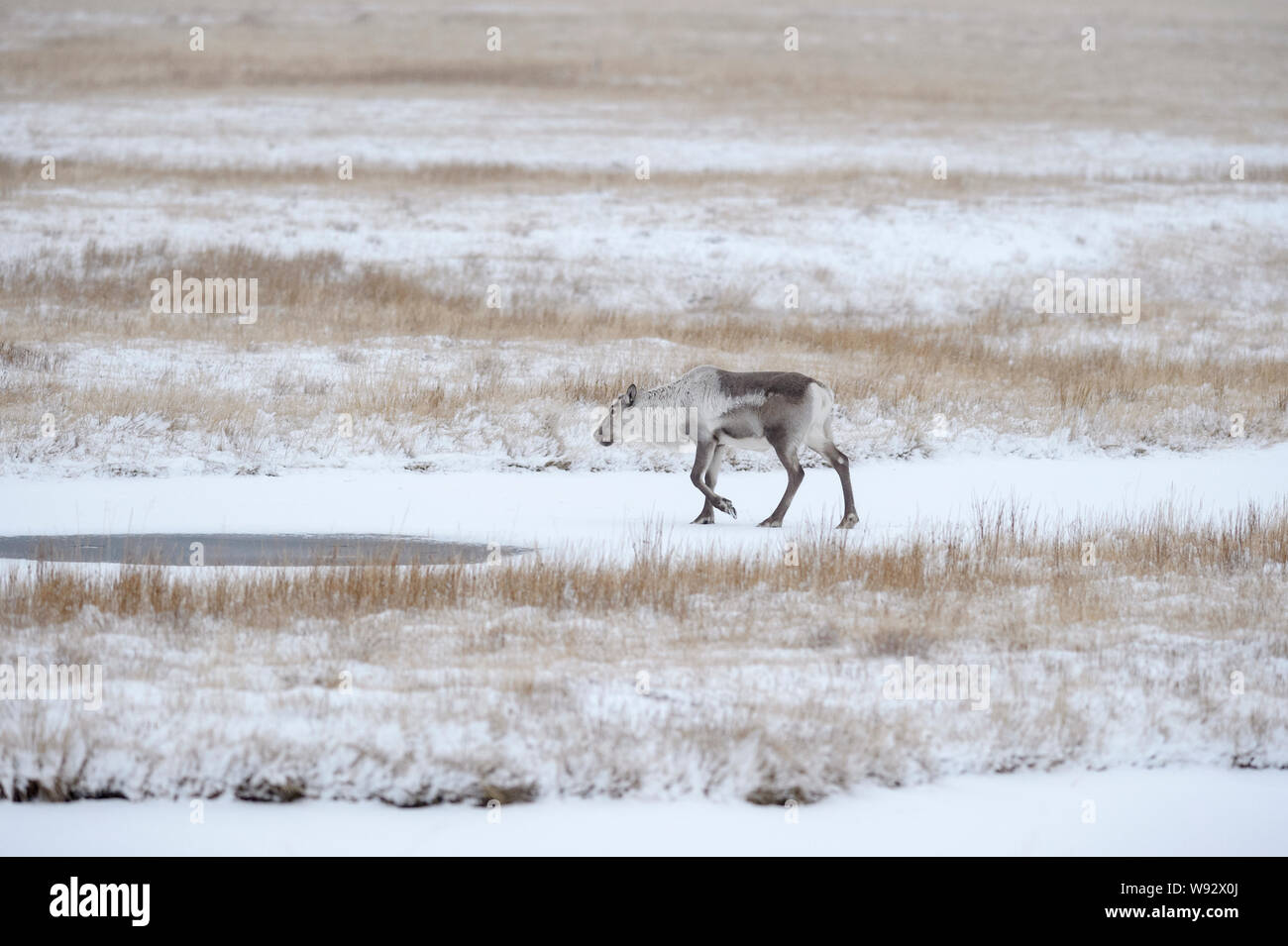 Rentiere (Rangifer tarandus). Südosten Islands. Dezember 2018 Stockfoto