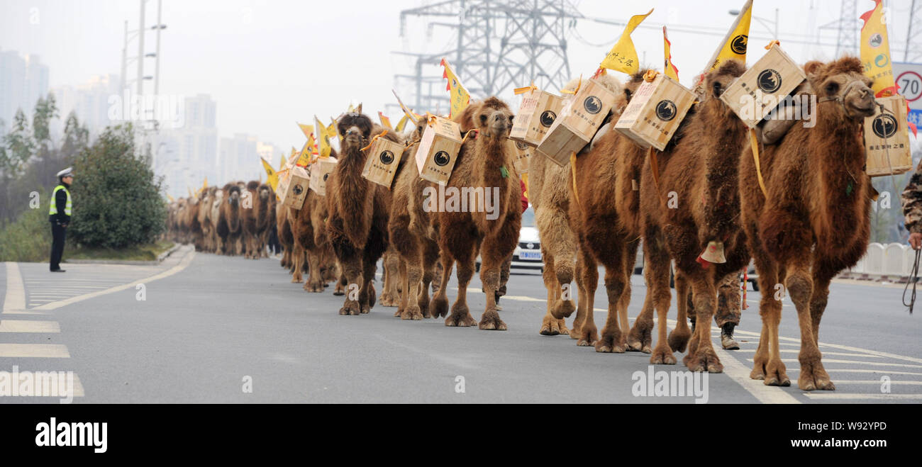 Kamele, die holzkästen mit Kaffee zu Fuß auf der Autobahn während eines Re-enactment der alten Tee-Handel Reise von China nach Europa in Changsha City, ce Stockfoto