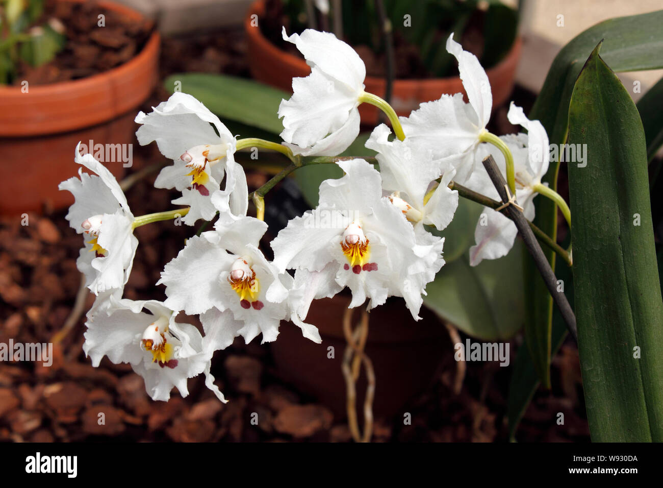 ODONTOGLOSSUM PUMISTER. Weiße Orchidee Stockfoto