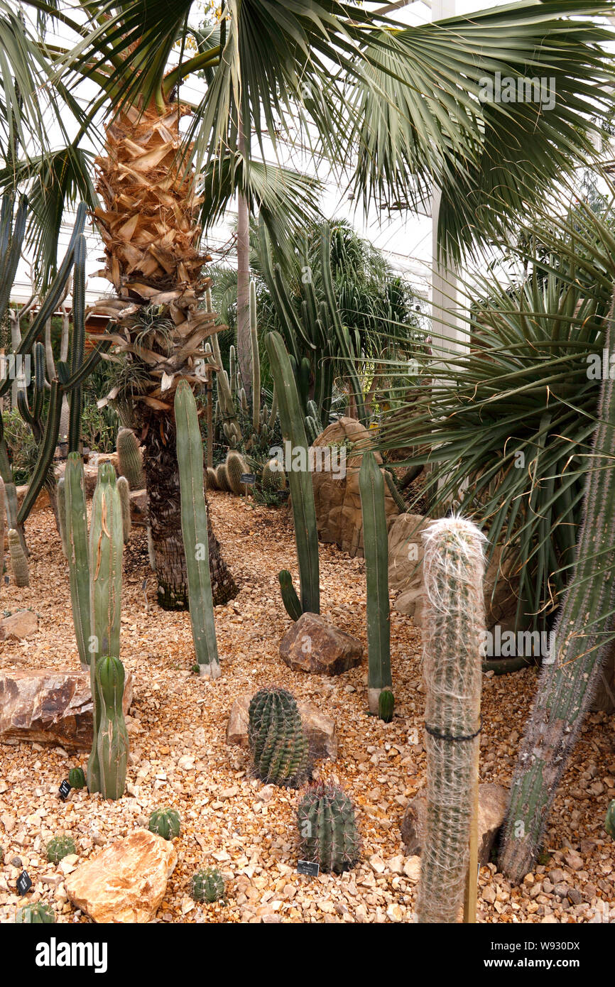 Sukkulenten und Kakteen ANZEIGE RHS Wisley Stockfoto