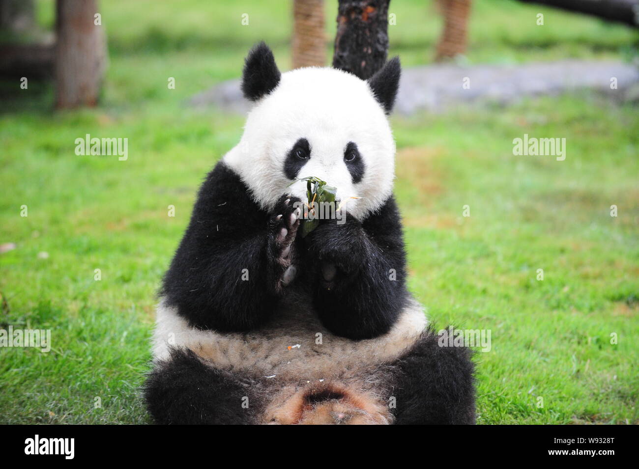 Ein riesiger Panda isst Reis Knödel für die Duanwu Festival in einem Park in Jinan, Provinz Shandong, China, 10. Juni 2013. Stockfoto