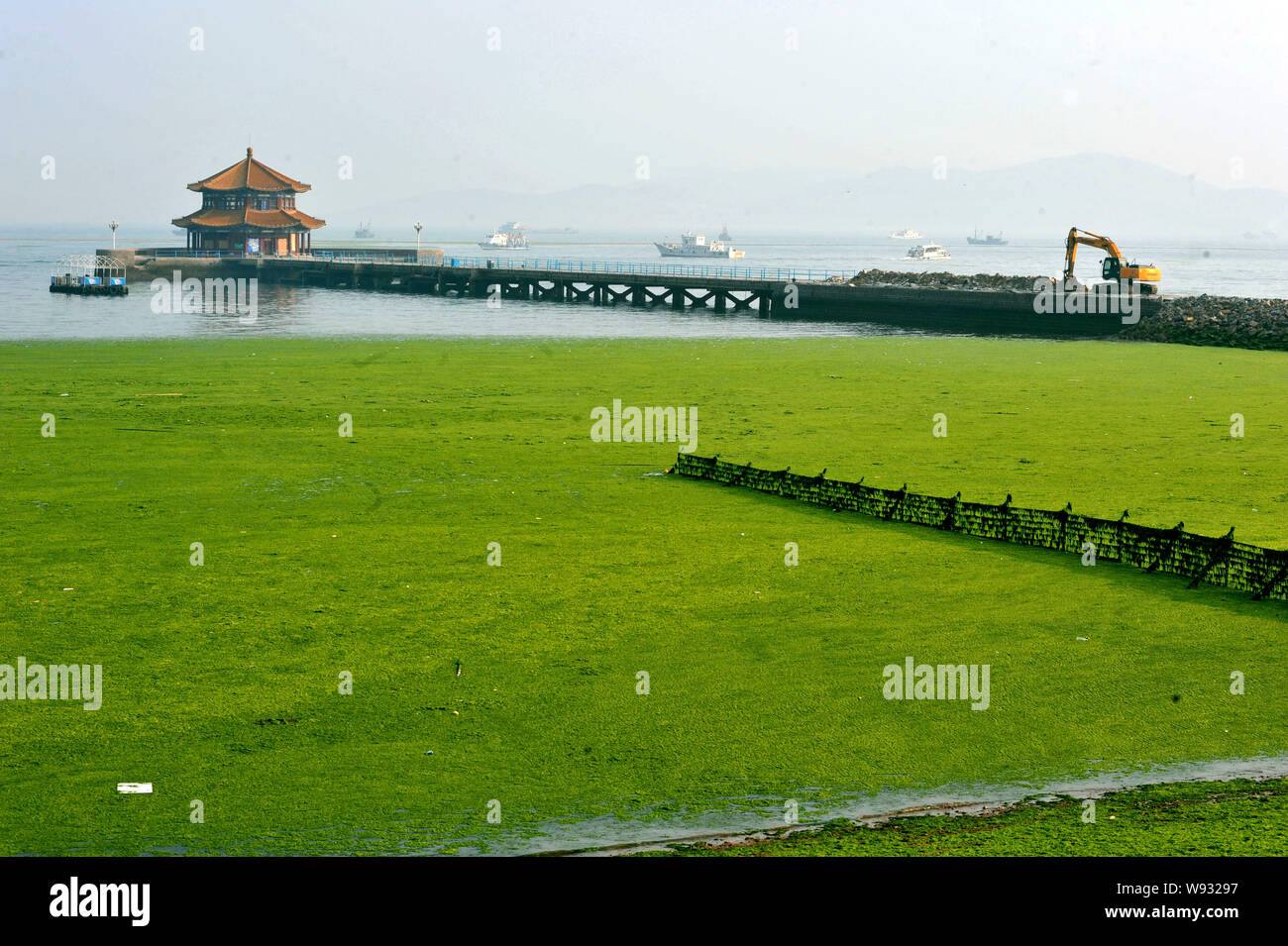 Ein Strand, der von dichtem Moos und grüne Algen in Qingdao Stadt abgedeckt ist, East China Provinz Shandong, 3. Juli 2013. In diesem Jahr wird der toxischen Algenblüte ist ex Stockfoto