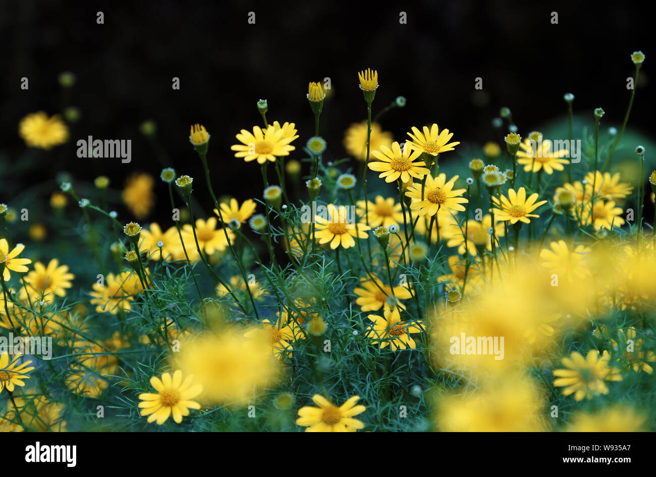 Gelbe daisy flowers bloom Lebendiges in Da Lat ziergarten am Tag, kleine Blume im grünen Blatt mit unscharfen Hintergrund Stockfoto