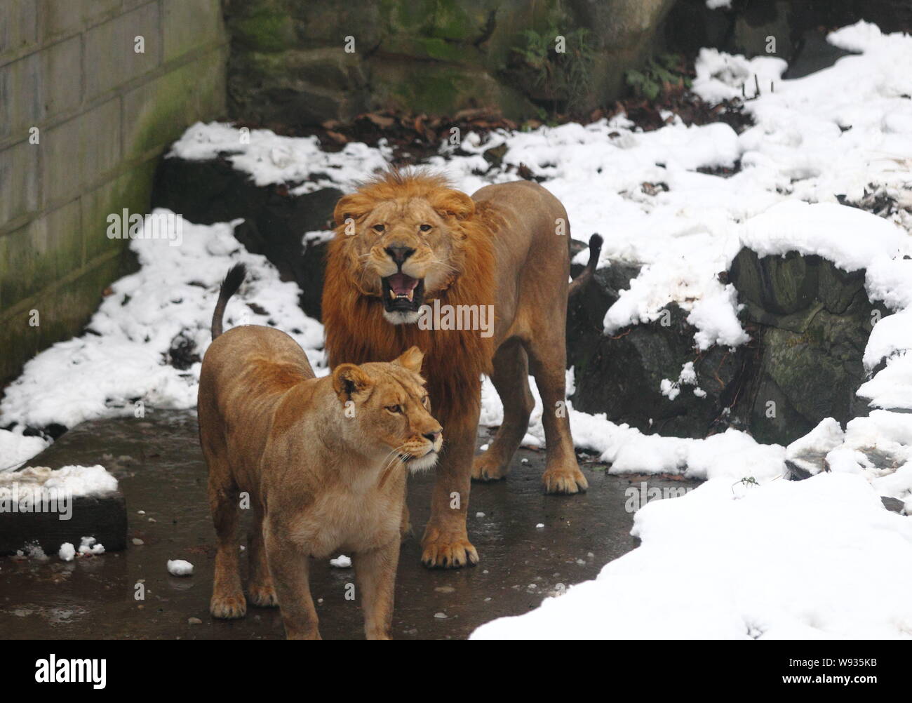 Ein männlicher Löwe brüllt auf die Besucher das Werfen mit Schneebällen auf ihn und eine Löwin Zoo in Hangzhou in Hangzhou City, East China Zhejiang provinz, 5 Janua Stockfoto